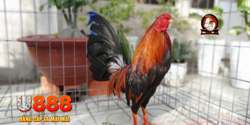 k12online game máy bay nổ hũ