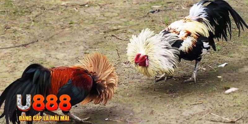 k12online game nổ hũ là gì